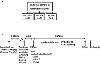 Iso-Oncotic Albumin Mitigates Brain and Kidney Injury in Experimental Focal Ischemic Stroke
